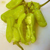 50 GREEK GOLDEN PEPPER Pepperoncini Gold Yellow Capsicum Annuum Vegetable Seeds