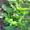 50 GREEK GOLDEN PEPPER Pepperoncini Gold Yellow Capsicum Annuum Vegetable Seeds
