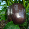 30 CHOCOLATE BEAUTY Bell PEPPER Sweet Brown Capsicum Annuum Vegetable Seeds