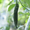 50 PASILLA BAJIO PEPPER Mexican Chile Negro Capsicum Annuum Vegetable Seeds