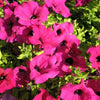200 Pink LAURA BUSH PETUNIA Violacea Perennial Frilled Trumpet Flower Seeds