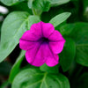 200 Purple LAURA BUSH PETUNIA Violacea Violet Perennial Trumpet Flower Seeds