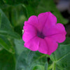 200 Purple LAURA BUSH PETUNIA Violacea Violet Perennial Trumpet Flower Seeds
