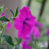 200 Purple LAURA BUSH PETUNIA Violacea Violet Perennial Trumpet Flower Seeds