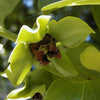 5 JAPANESE PERSIMMON Tree Asian Diospyros Kaki Orange Red Fruit Flower Seeds