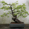 5 JAPANESE PERSIMMON Tree Asian Diospyros Kaki Orange Red Fruit Flower Seeds