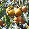 5 JAPANESE PERSIMMON Tree Asian Diospyros Kaki Orange Red Fruit Flower Seeds