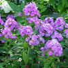 10 Tall PURPLE PHLOX Paniculata Garden Summer Native Hummingbird Flower Seeds