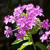 10 Tall PURPLE PHLOX Paniculata Garden Summer Native Hummingbird Flower Seeds