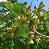 5 PISTACHIO NUT TREE Pistacia Vera Fruit Red Flowers Seeds