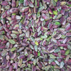 5 PISTACHIO NUT TREE Pistacia Vera Fruit Red Flowers Seeds