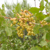 5 PISTACHIO NUT TREE Pistacia Vera Fruit Red Flowers Seeds