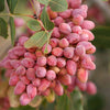 5 PISTACHIO NUT TREE Pistacia Vera Fruit Red Flowers Seeds