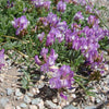 10 GROUND PLUM Flower Cover Ground Plum Milkvetch Astragalus Crassicarpus Seeds