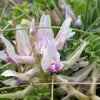 10 GROUND PLUM Flower Cover Ground Plum Milkvetch Astragalus Crassicarpus Seeds