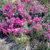 10 GROUND PLUM Flower Cover Ground Plum Milkvetch Astragalus Crassicarpus Seeds