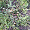 10 GROUND PLUM Flower Cover Ground Plum Milkvetch Astragalus Crassicarpus Seeds
