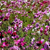 1000 PEPPERBOX POPPY MIX Papaver Somniferum Mixed Colors Red Violet Flower Seeds