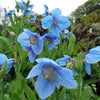 10 MIXED HIMALAYAN POPPY Blue Red Violet Meconopsis Napaulensis Mix Flower Seeds