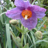 10 MIXED HIMALAYAN POPPY Blue Red Violet Meconopsis Napaulensis Mix Flower Seeds