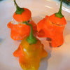 40 Orange SCOTCH BONNET PEPPER very hot Jamaican Capsicum Chinense Vegetable Seeds