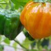 40 Orange SCOTCH BONNET PEPPER very hot Jamaican Capsicum Chinense Vegetable Seeds