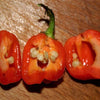 40 Orange SCOTCH BONNET PEPPER very hot Jamaican Capsicum Chinense Vegetable Seeds