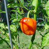 40 Orange SCOTCH BONNET PEPPER very hot Jamaican Capsicum Chinense Vegetable Seeds