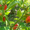 40 Orange SCOTCH BONNET PEPPER very hot Jamaican Capsicum Chinense Vegetable Seeds