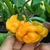 40 Yellow SCOTCH BONNET PEPPER very hot Jamaican Capsicum Chinense Vegetable Seeds
