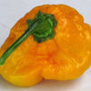 40 Yellow SCOTCH BONNET PEPPER very hot Jamaican Capsicum Chinense Vegetable Seeds