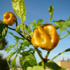 40 Yellow SCOTCH BONNET PEPPER very hot Jamaican Capsicum Chinense Vegetable Seeds