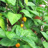 40 Yellow SCOTCH BONNET PEPPER very hot Jamaican Capsicum Chinense Vegetable Seeds