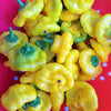 40 Yellow SCOTCH BONNET PEPPER very hot Jamaican Capsicum Chinense Vegetable Seeds