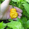 40 Yellow SCOTCH BONNET PEPPER very hot Jamaican Capsicum Chinense Vegetable Seeds