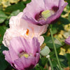 1000 SINGLE LILAC POPPY Papaver Somniferum Purple Heirloom Flower Seeds
