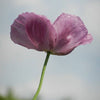 1000 SINGLE LILAC POPPY Papaver Somniferum Purple Heirloom Flower Seeds