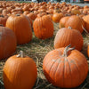 50 CONNECTICUT FIELD PUMPKIN BigTom Orange Yankee Cucurbita Pepo Vegetable Seeds
