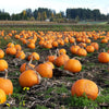 50 CONNECTICUT FIELD PUMPKIN BigTom Orange Yankee Cucurbita Pepo Vegetable Seeds