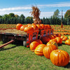50 CONNECTICUT FIELD PUMPKIN BigTom Orange Yankee Cucurbita Pepo Vegetable Seeds
