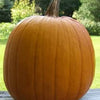 40 SMALL SUGAR PUMPKIN Orange Pie or Carving Cucurbita Pepo Vegetable Seeds