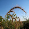 500 CANADIAN RYE Elymus Canadensis Grain Grazing Grass Ground Cover Seeds
