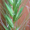 500 CANADIAN RYE Elymus Canadensis Grain Grazing Grass Ground Cover Seeds