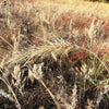 500 CANADIAN RYE Elymus Canadensis Grain Grazing Grass Ground Cover Seeds