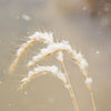 500 CANADIAN RYE Elymus Canadensis Grain Grazing Grass Ground Cover Seeds