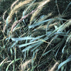 500 CANADIAN RYE Elymus Canadensis Grain Grazing Grass Ground Cover Seeds