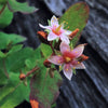 50 Marsh SAINT JOHN'S WORT Hypericum Virginicum Pink Mauve Flower Seeds