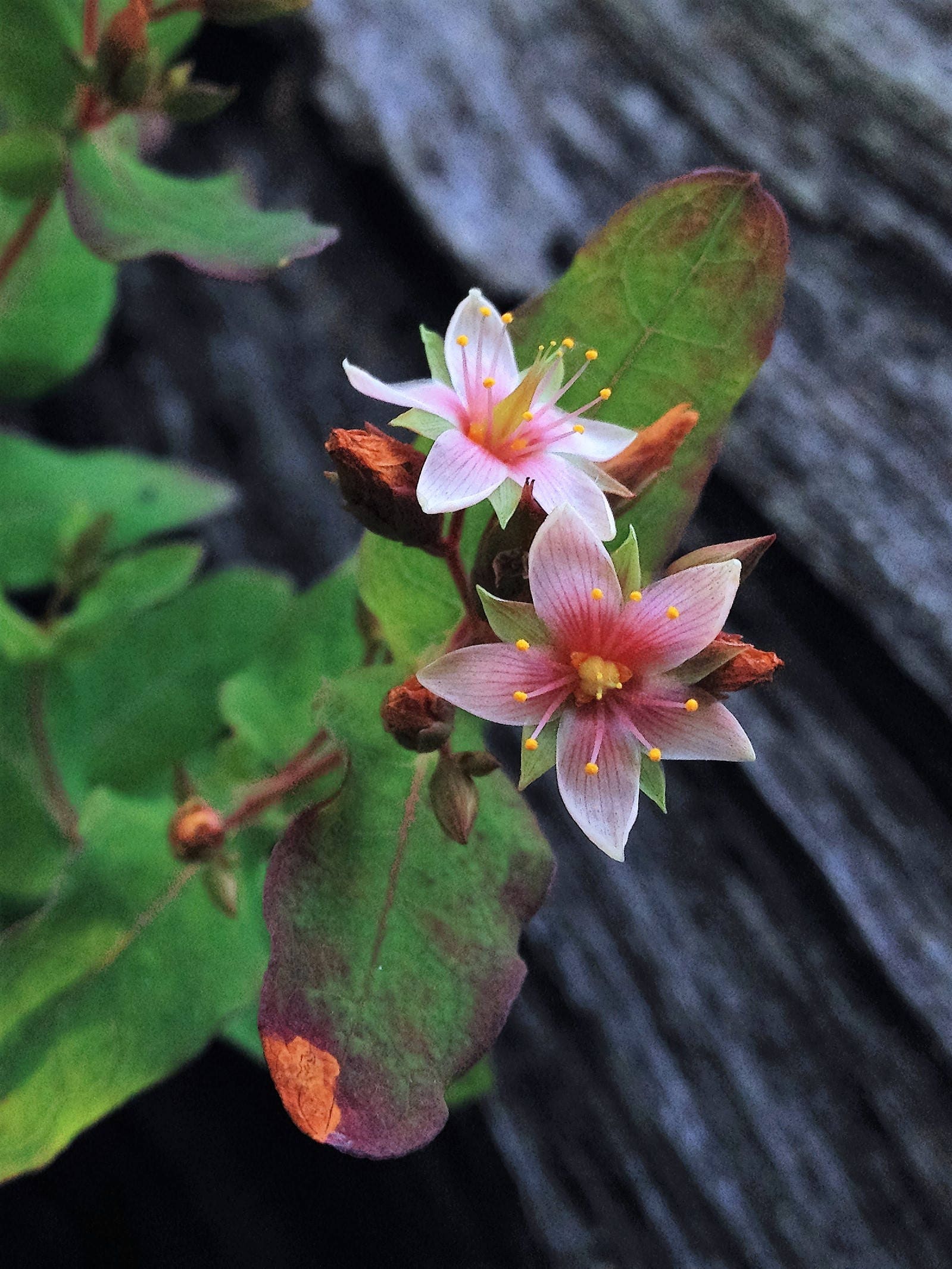 50 Marsh SAINT JOHN'S WORT Hypericum Virginicum Pink Mauve Flower Seeds