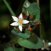 50 Marsh SAINT JOHN'S WORT Hypericum Virginicum Pink Mauve Flower Seeds