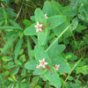 50 Marsh SAINT JOHN'S WORT Hypericum Virginicum Pink Mauve Flower Seeds